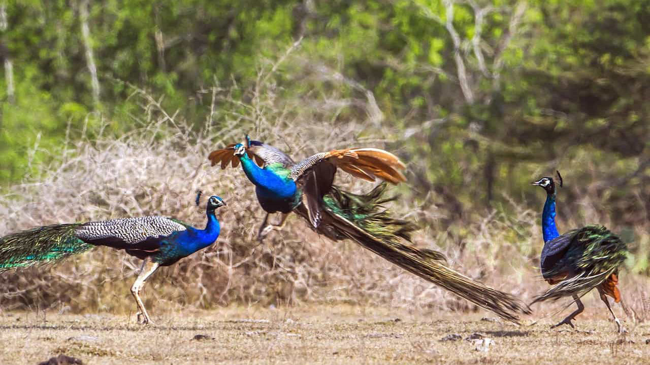 Входные билеты в национальный парк Лунугамвехера