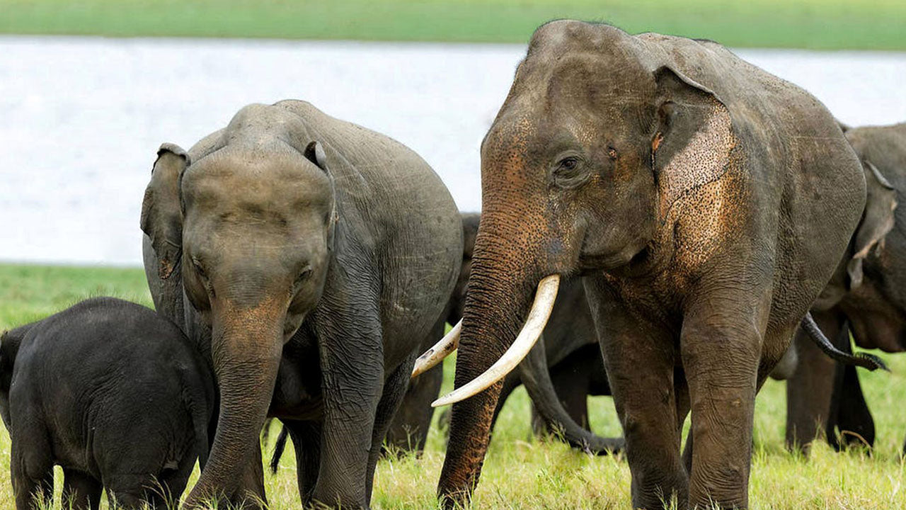 Входные билеты в национальный парк Кала Ваве
