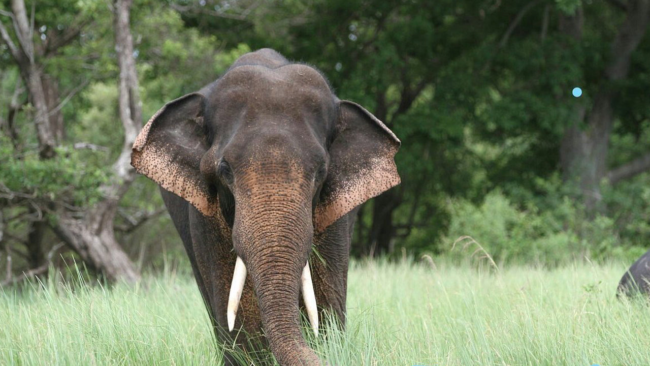 Входные билеты в национальный парк Кала Ваве