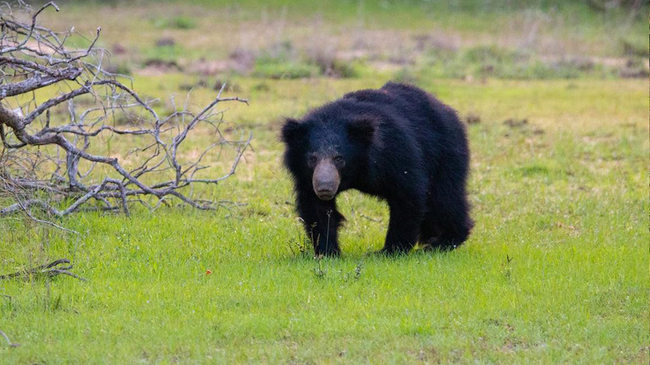 Входные билеты в национальный парк Уилпатту
