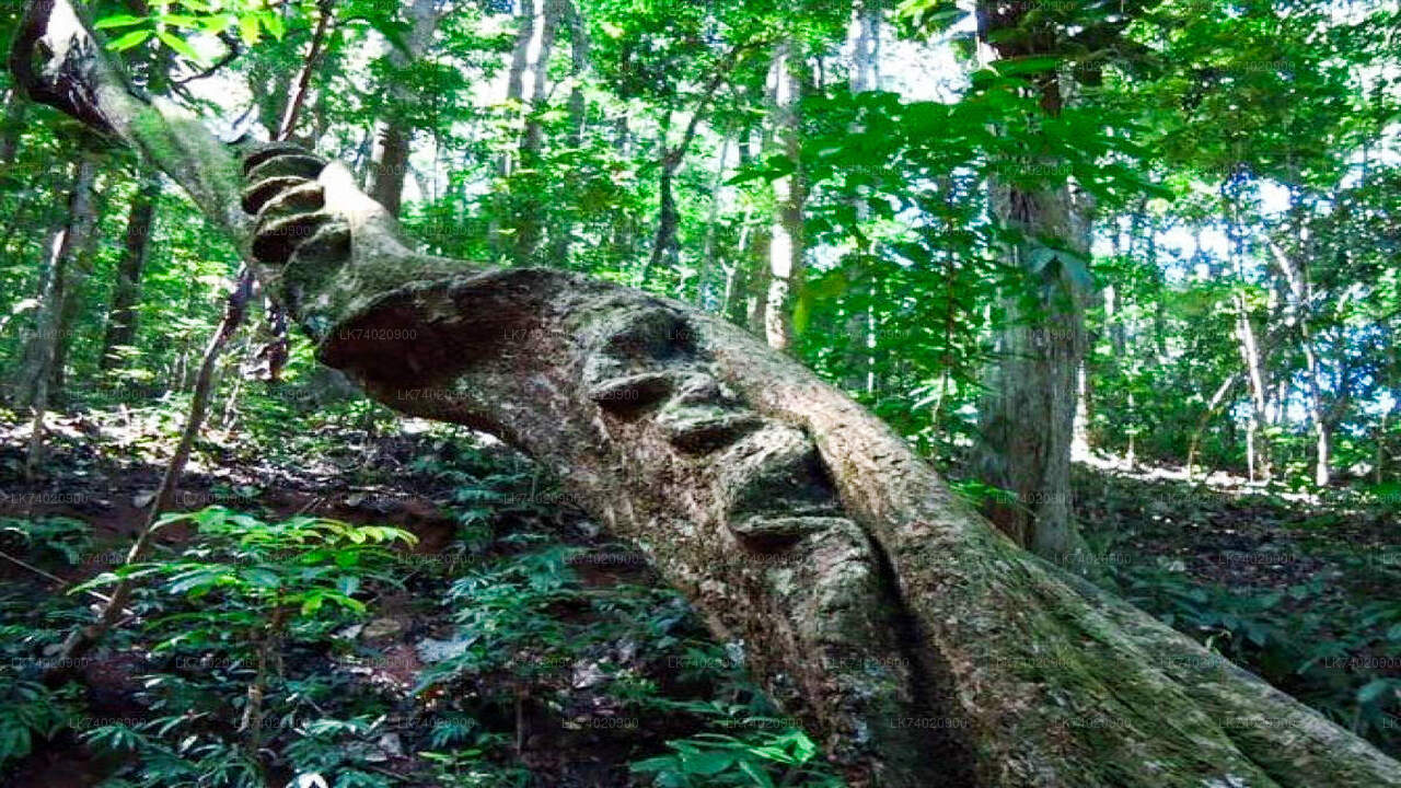Поход в лесной заповедник Удаваттакеле из Канди