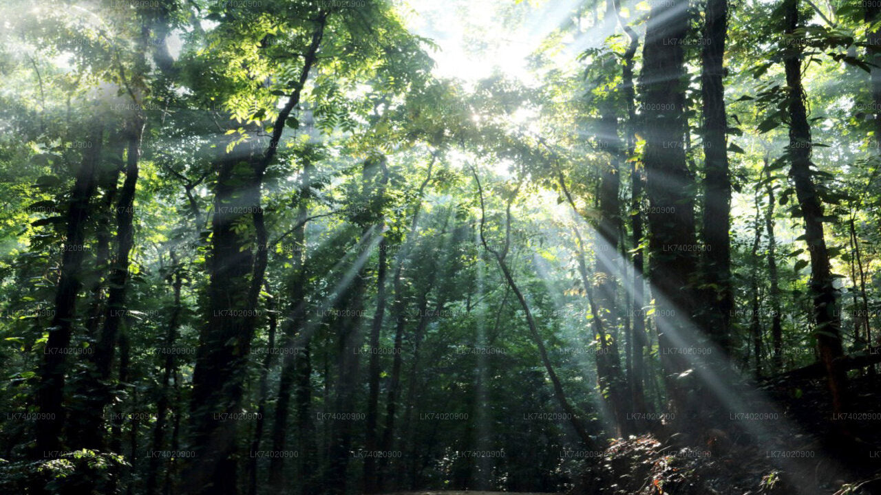 Поход в лесной заповедник Удаваттакеле из Канди