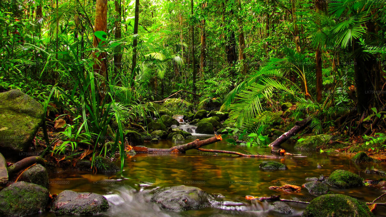 Наблюдение за птицами на болоте Мутураджавела с горы Лавиния