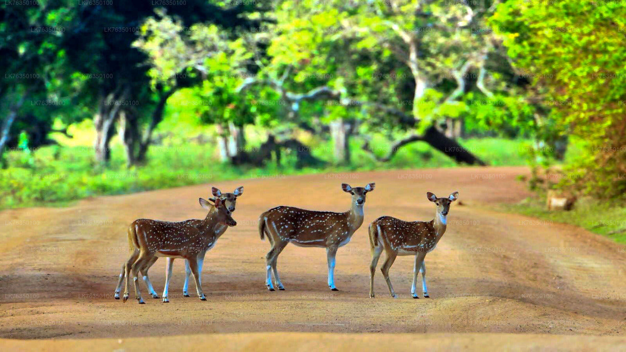 Прогулка на лодке по озеру Тиссамахарама