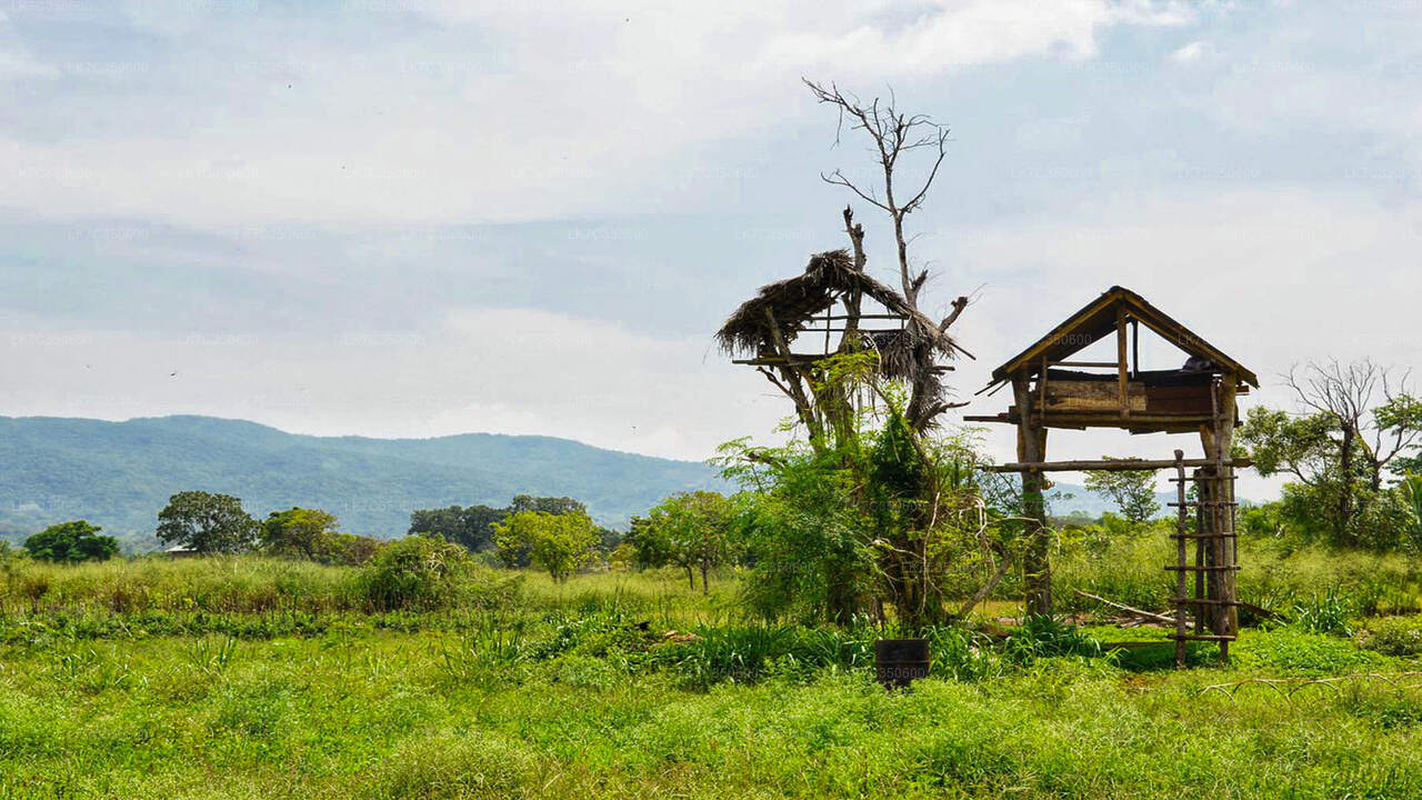 Опыт обеда в Чене в Тиссамахараме