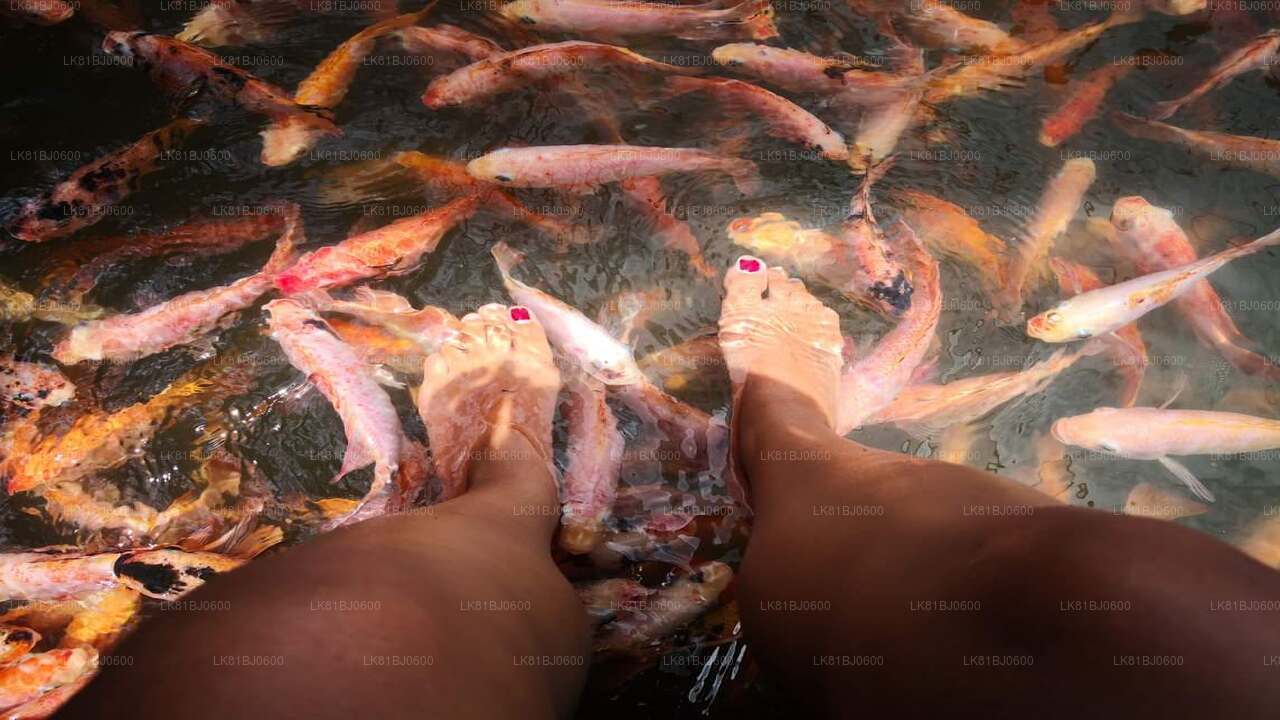 Экскурсия по Бентоте из порта Коломбо