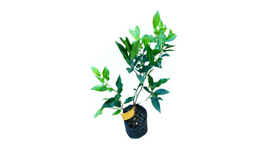 Lakpura Rahangala Jamanaran Plant