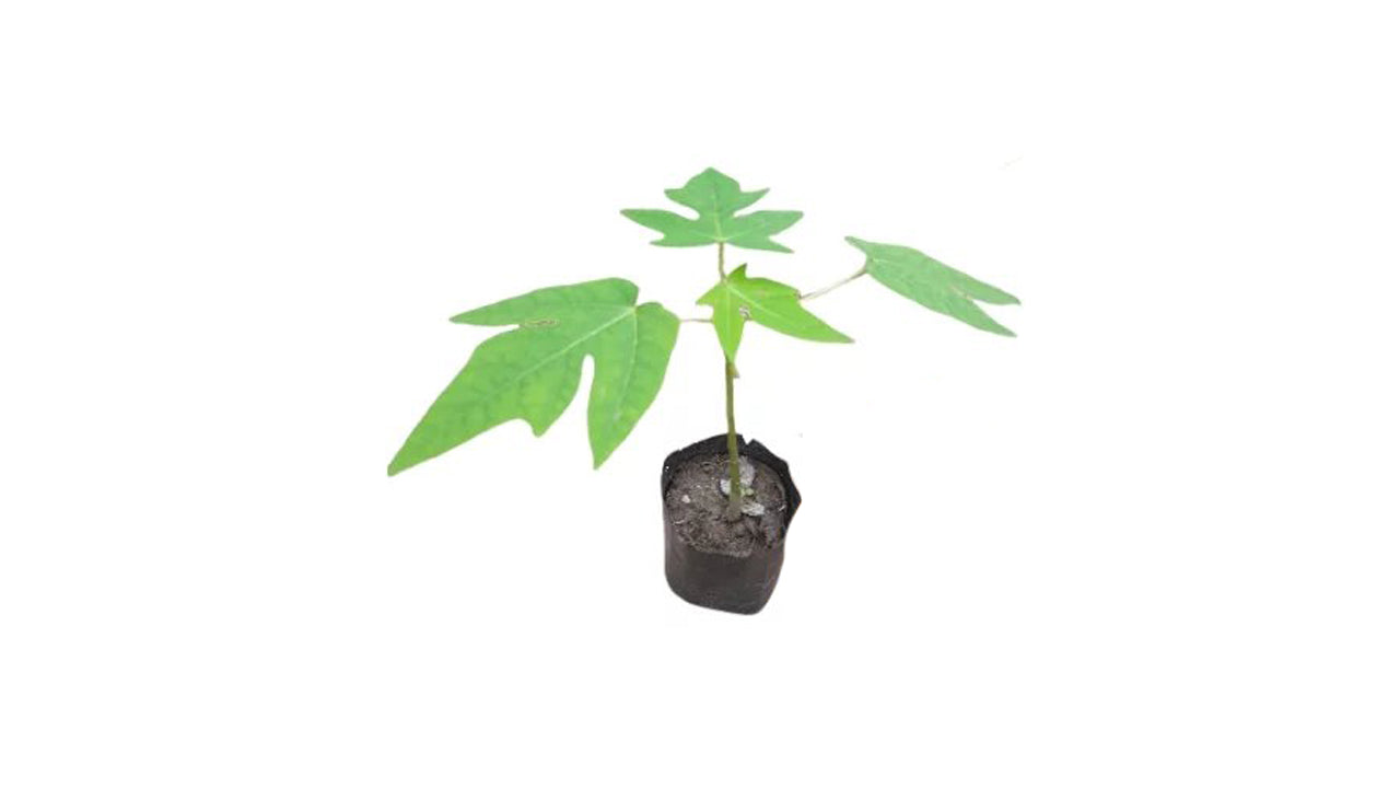 Red Lady Papaya Plant