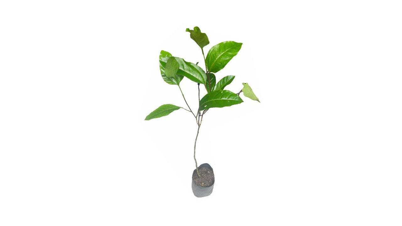 Lakpura Red Passion Layered Fruit Plant